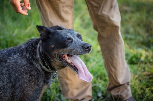 Blue Heeler cattle dog playing in the Australian bush with owner - Australian Stock Image
