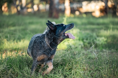 Blue heeler cattle dog playing in the Australian bush with tongue hanging out - Australian Stock Image