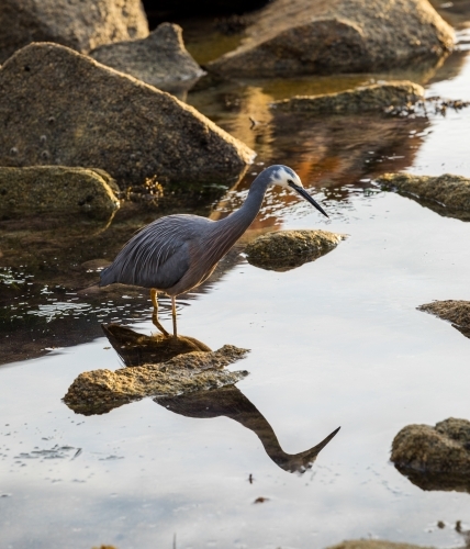 blue heron hunting in rockpool - Australian Stock Image