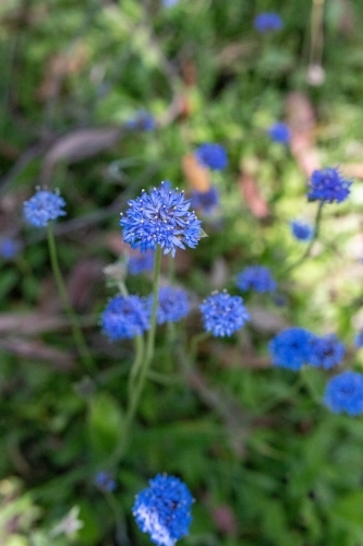 Blue pincushion flowers - Australian Stock Image