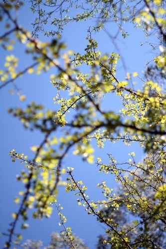 Blue sky beyond tree branch - Australian Stock Image