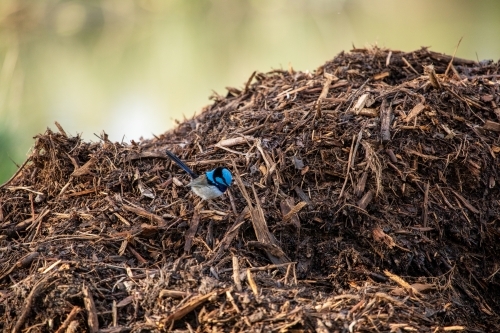 blue wren on mulch pile - Australian Stock Image