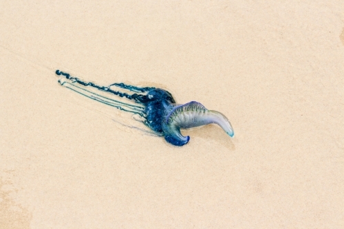 Bluebottle jellyfish washed up on sand - Australian Stock Image