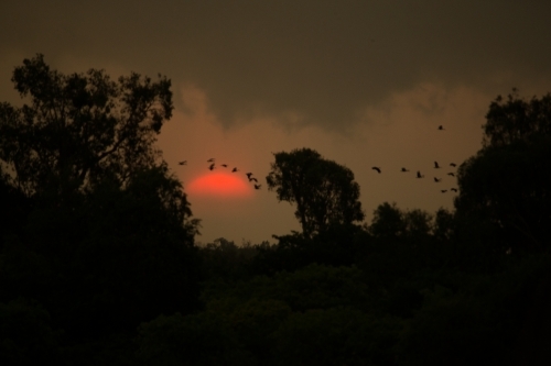 blurry silhouette of trees and birds soaring in the sky during sunset - Australian Stock Image