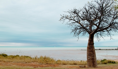 boab tree at beach on stormy day - Australian Stock Image