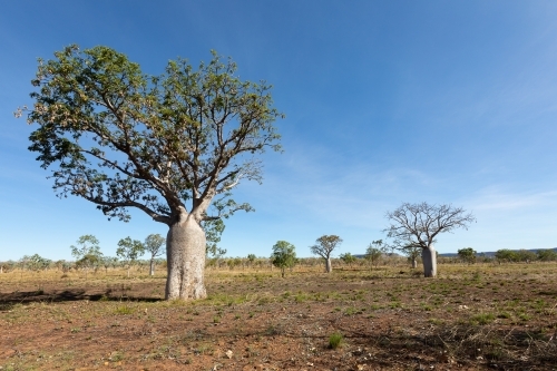 boab tree in dry season landscape in the kimberley - Australian Stock Image