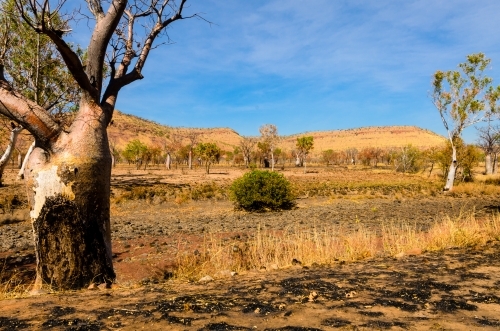 Boab trees in a colourful burnt landscape - Australian Stock Image