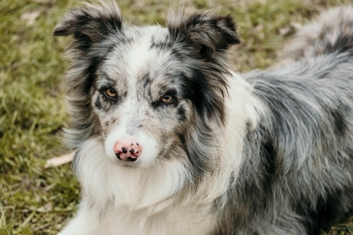 Border collie dog - Australian Stock Image