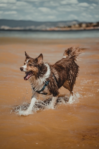 Border Collie dog playing at the waters edge at Lake Hume - Australian Stock Image