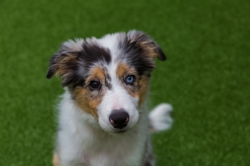 Border Collie Merle colouration - Australian Stock Image