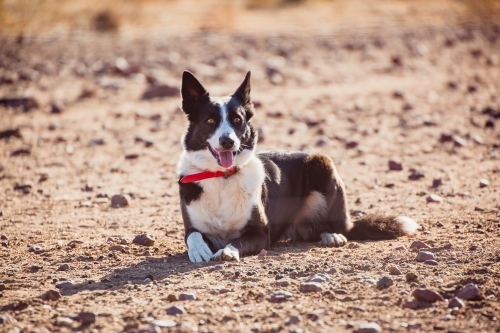 Border collie working dog sitting looking at the camera