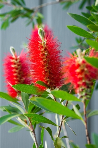 bottlebrush flower - Australian Stock Image