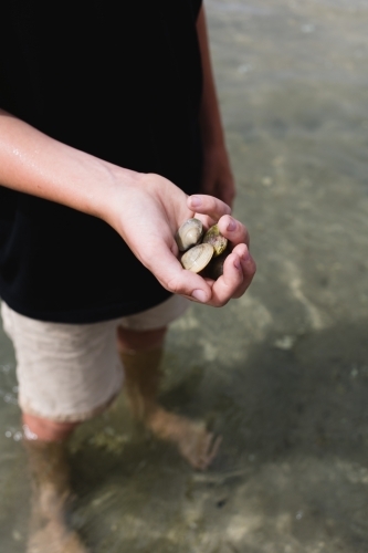 boy catching mud cockles in the shallows - Australian Stock Image