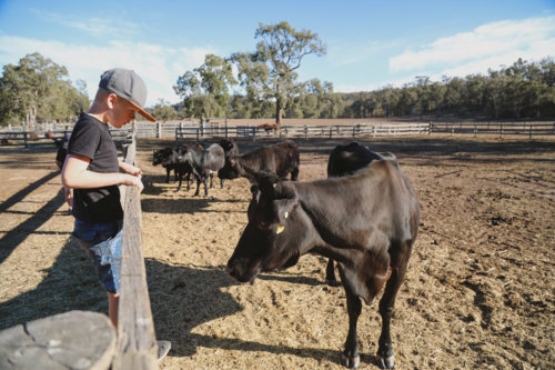 Boy climbing rustic farm fence watching cows in paddock - Australian Stock Image