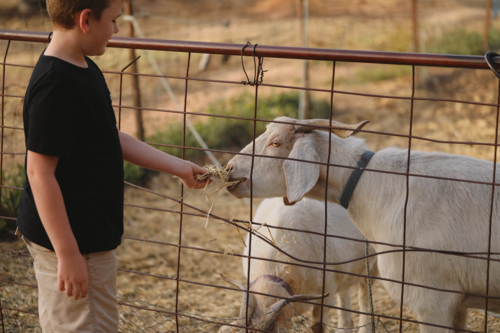 Boy feeding goat through fence in sunny outdoor setting - Australian Stock Image