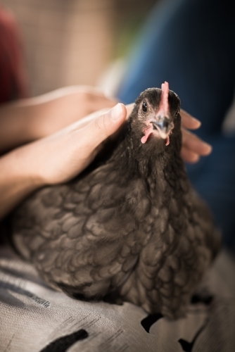 Boy pats his chook in a suburban backyard - Australian Stock Image