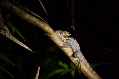 Boyd's Forest Dragon in a tropical forest at night - Australian Stock Image