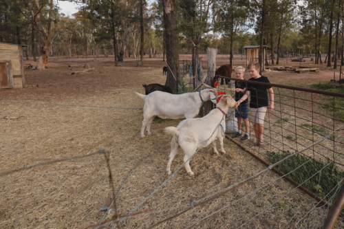 Boys feeding pet goats through farm gate - Australian Stock Image