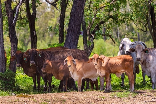 Brahman cattle grazing in the shade in summer - Australian Stock Image