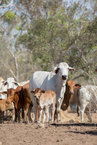 Brahman cattle in the paddock - Australian Stock Image