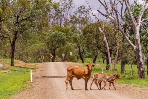 Brahman cow and calves crossing a gravel country road with dangerous bend warning signs - Australian Stock Image