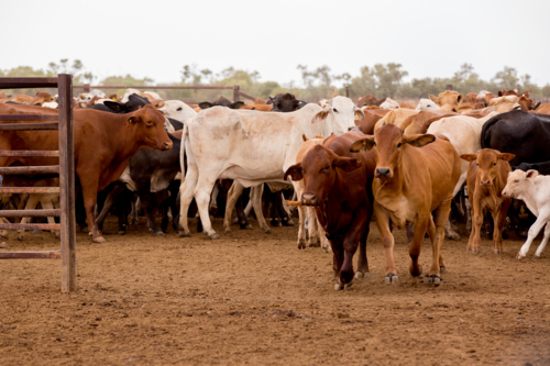 Brahman cross cattle going through a gate in the yards - Australian Stock Image
