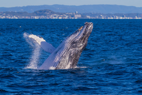 Breaching humpback Whale off the Tweed Coast - Australian Stock Image
