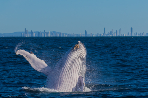 Breaching Whale off the Tweed Coast - Australian Stock Image