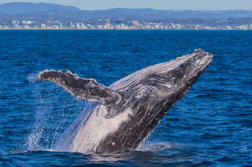 Breaching Whale off the Tweed Coast - Australian Stock Image