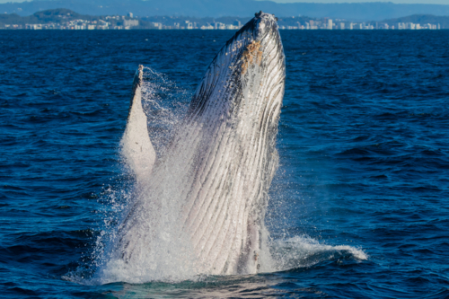 Breaching Whale off the Tweed Coast - Australian Stock Image