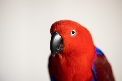 Bright colorful female eclectus parrot (eclectus roratus) - Australian Stock Image