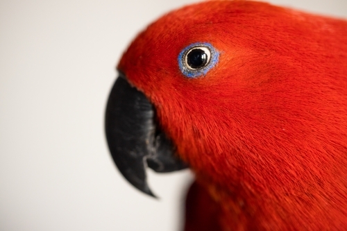 Bright colorful female eclectus parrot (eclectus roratus) - Australian Stock Image