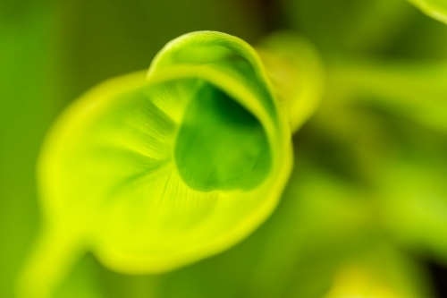 Bright green leaf of turmeric plant unfurling - Australian Stock Image