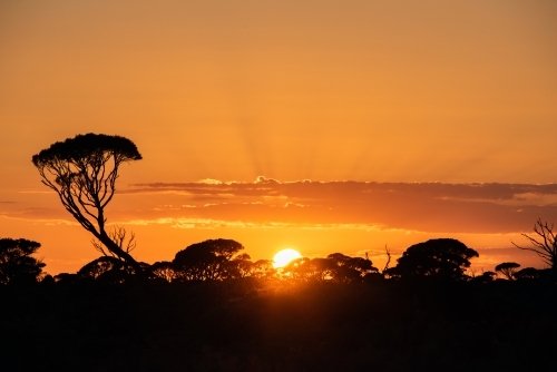 Bright orange sun rising behind the Australian bush - Australian Stock Image