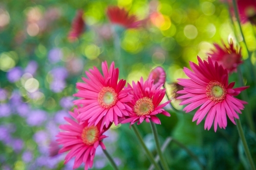 Bright pink gerbera flowers in garden with bokeh - Australian Stock Image