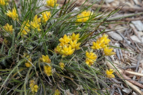 Bristly Cottonhead in flower - Australian Stock Image