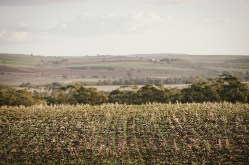 Broadacre wheat crop in the Wheatbelt of Western Australia - Australian Stock Image