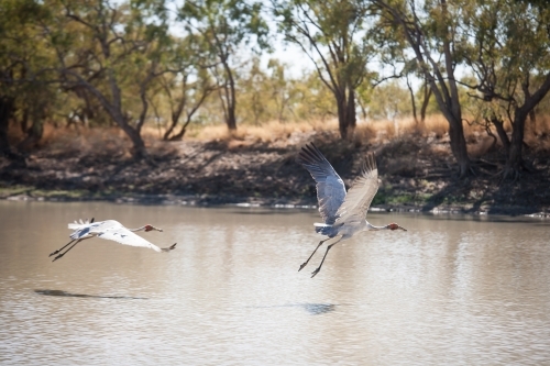 Brolgas flying over wetlands - Australian Stock Image