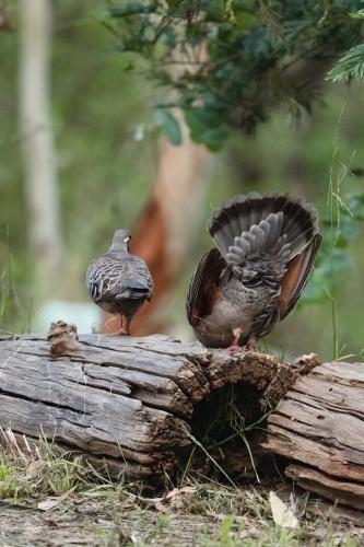 Bronzewing Pigeon doing mating dance - Australian Stock Image