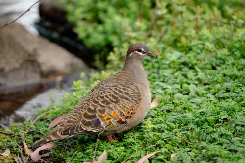 Bronzewing pigeon perched on groundcover