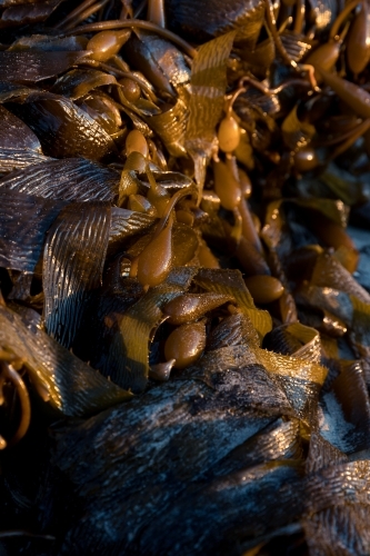 Brown Algae Seaweed - Australian Stock Image