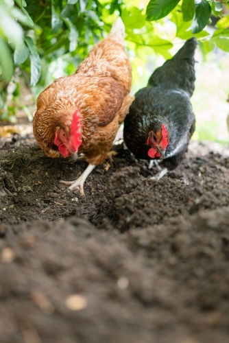 Brown and Black chicken digging dirt - Australian Stock Image