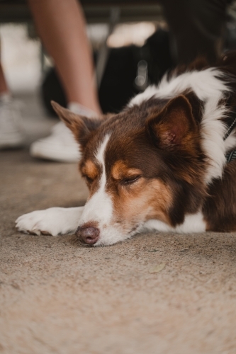 Brown and white border collie laying on concrete resting. - Australian Stock Image