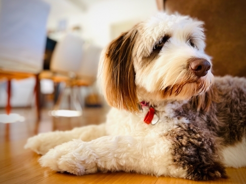 Brown and white Bordoodle dog sitting on wooden floorboards in interior of house - Australian Stock Image