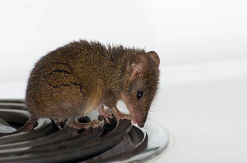Brown antechinus on cooking plate on stove with white background - Australian Stock Image