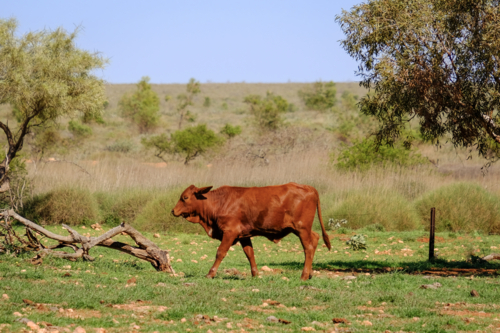 Brown cow walking in a grassy field in sunlight - Australian Stock Image