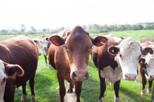 Brown cows in a paddock - Australian Stock Image