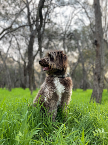 Brown Cross breed doodle dog sitting in green grass with trees in background - Australian Stock Image