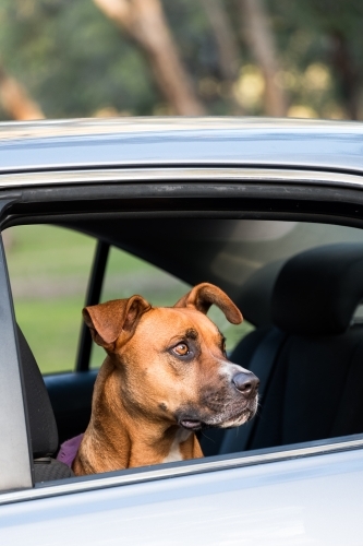 Brown Dog sitting in Silver Car - Australian Stock Image