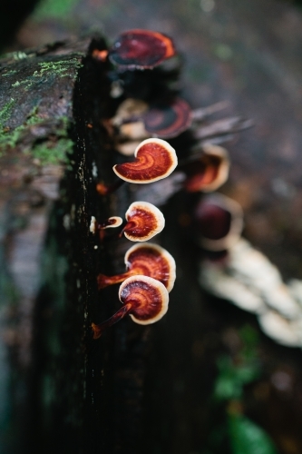 Brown fungi growing on a tree log - Australian Stock Image